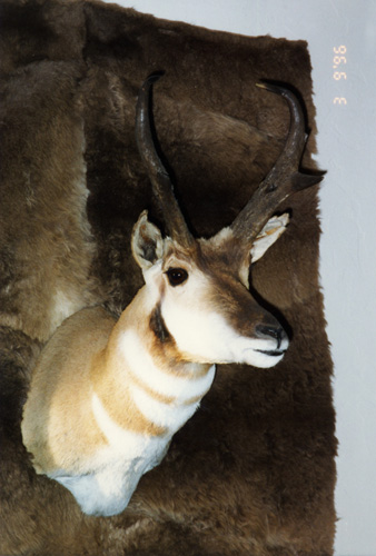  The 1941 Wyoming Pronghorn